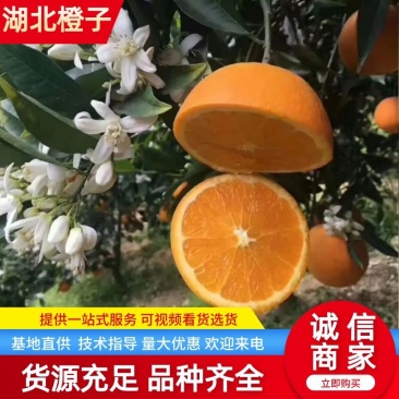 橙子湖北纽荷尔脐橙皮薄汁多看货采摘保质保量