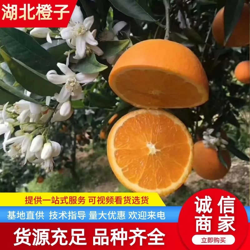橙子湖北纽荷尔脐橙皮薄汁多看货采摘保质保量