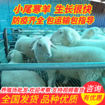 山东精品小尾寒羊，发育快早熟繁殖力强，提供养殖技术指导