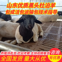 黑头杜泊羊种免费上门提供技术指导，全国发货支持视频