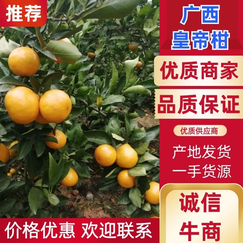 皇帝柑，广西柑桔，产地一手货源，广西贡柑，对接大型批发