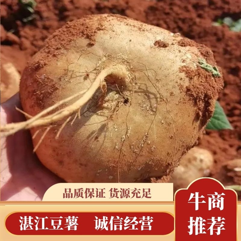 湛江豆薯质量保证价格实惠质量保证欢迎咨询