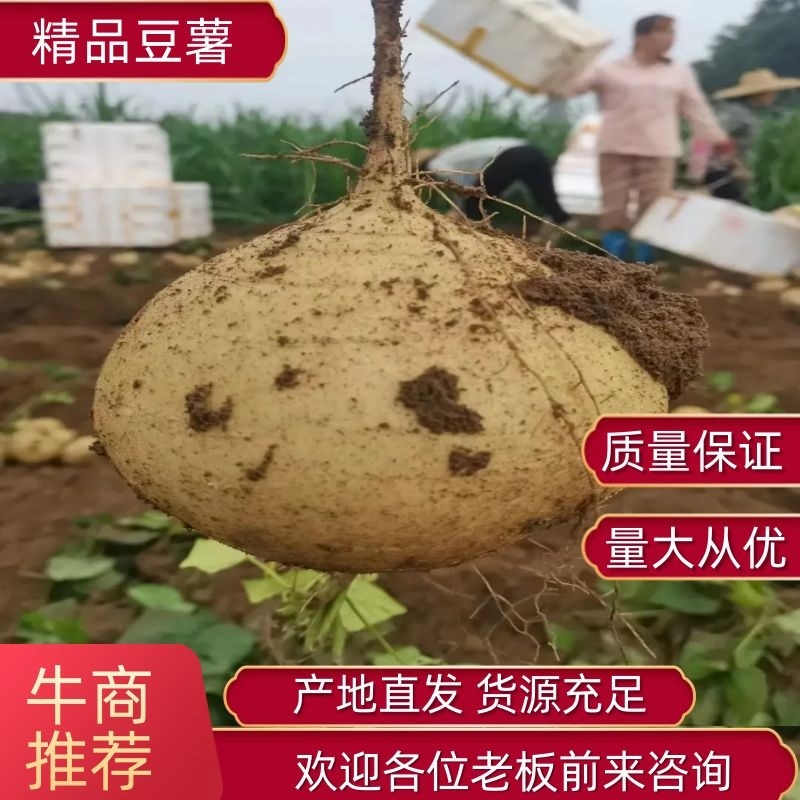 精品豆薯产地货源质量保证品质上乘欢迎联系