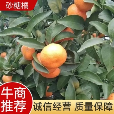 砂糖橘，产地一手货源，质量保证，欢迎来电咨询