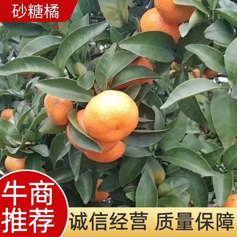 砂糖橘，产地一手货源，质量保证，欢迎来电咨询