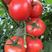 精品西红柿大量供应产地直发质量保证货源充足欢迎选购