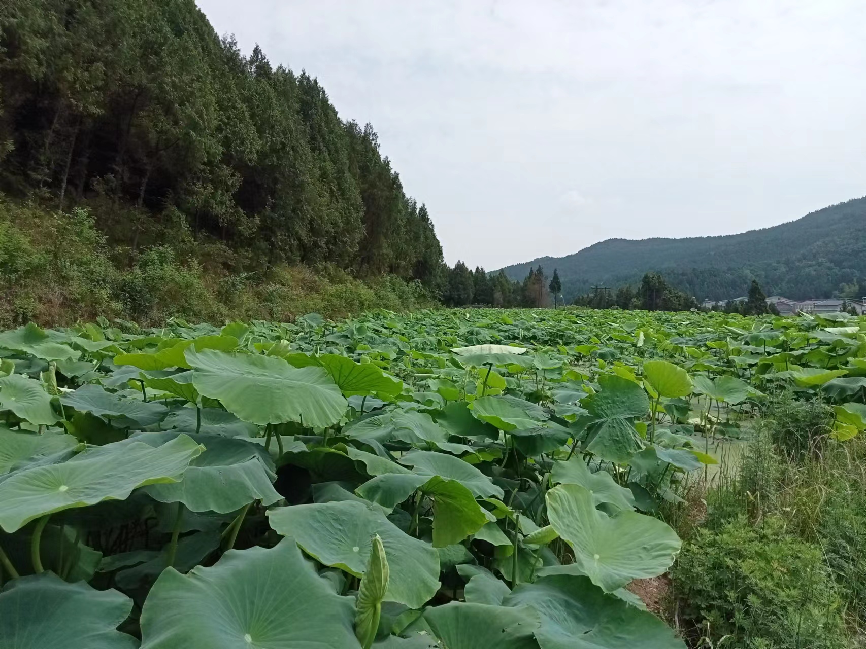莲藕生长在水田中的场景