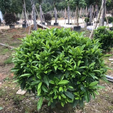 非洲茉莉华灰莉木、箐黄果承接苗木工程苗木供应