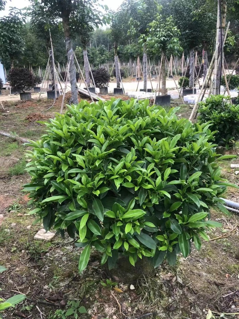 非洲茉莉华灰莉木、箐黄果承接苗木工程苗木供应