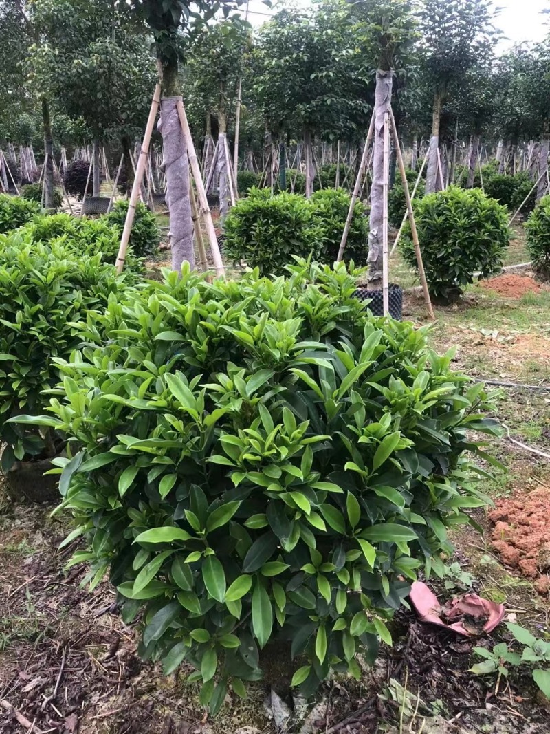 非洲茉莉华灰莉木、箐黄果承接苗木工程苗木供应