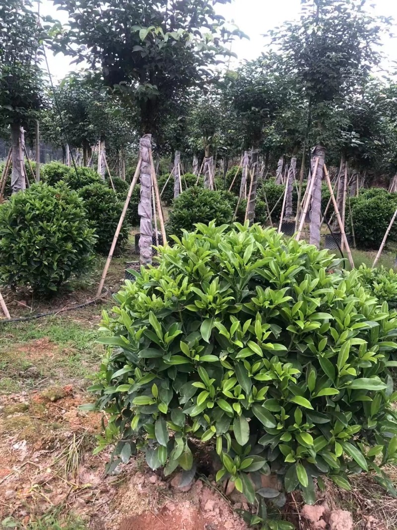 非洲茉莉华灰莉木、箐黄果承接苗木工程苗木供应