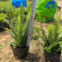 肾蕨排骨草圆羊齿、篦子草、凤凰蛋、蜈蚣草、石黄皮