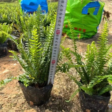 肾蕨排骨草圆羊齿、篦子草、凤凰蛋、蜈蚣草、石黄皮