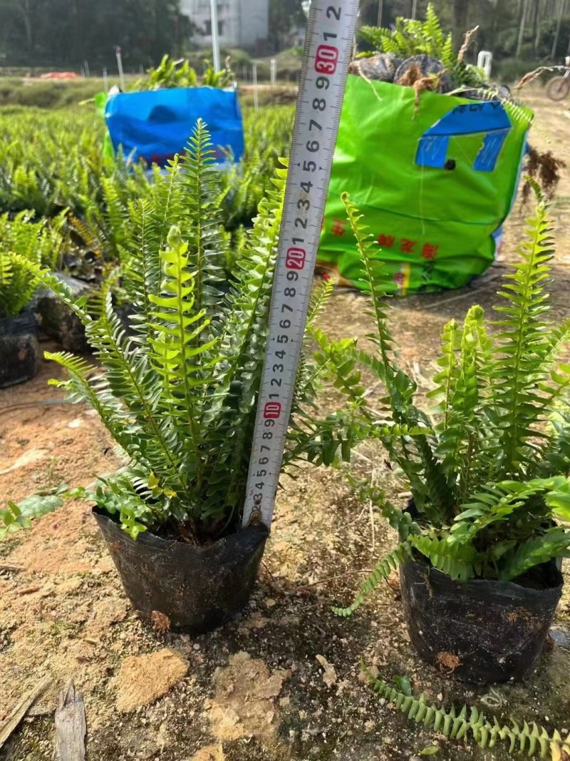 肾蕨排骨草圆羊齿、篦子草、凤凰蛋、蜈蚣草、石黄皮