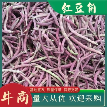山东精品红豆产地直发品质保证一手货源