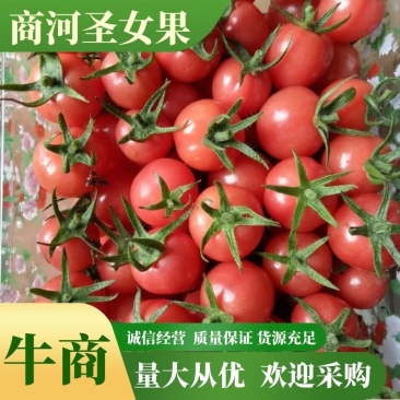 圣女果，产地一手货源，产地直供，可视频看货，对接各大电商