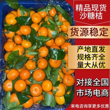 广西砂糖橘大量上市中，沙糖桔产地直发，量大从优，实力代发全国
