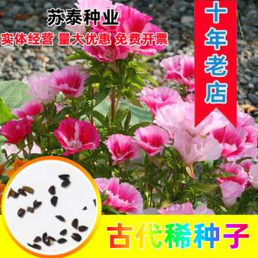 古代稀花种子别春花高代花花籽阳台盆栽室外庭院春秋开花四季