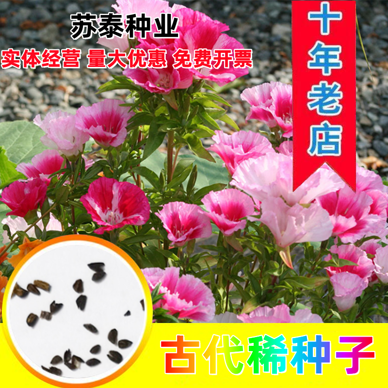 古代稀花种子别春花高代花花籽阳台盆栽室外庭院春秋开花四季