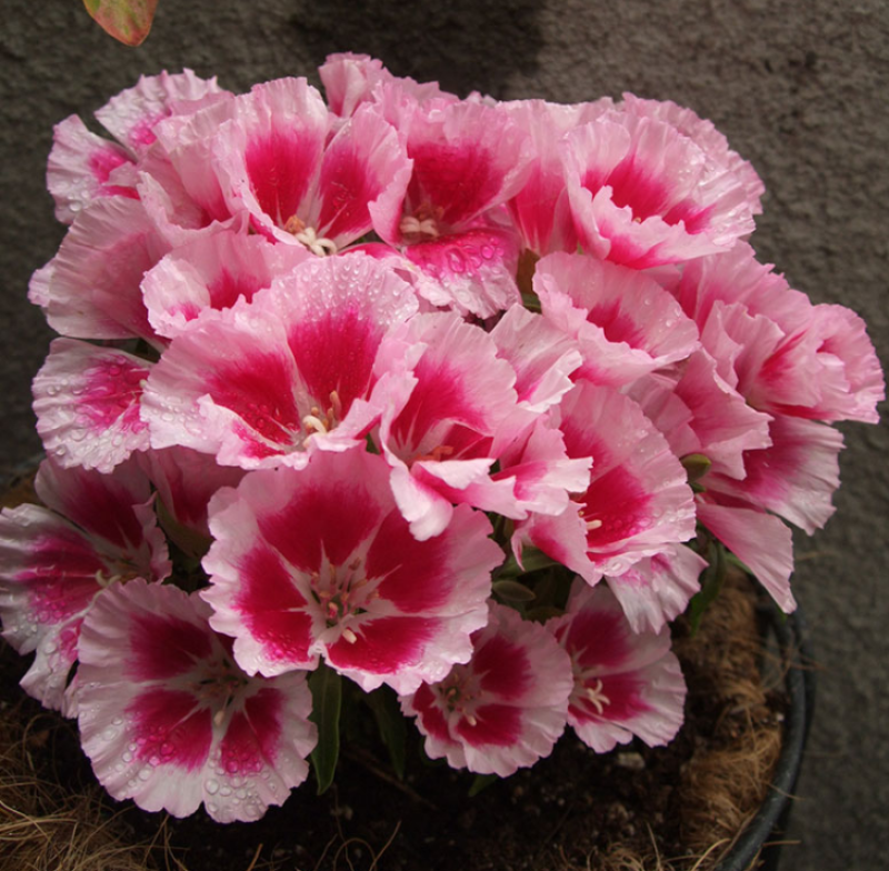 古代稀花种子别春花高代花花籽阳台盆栽室外庭院春秋开花四季