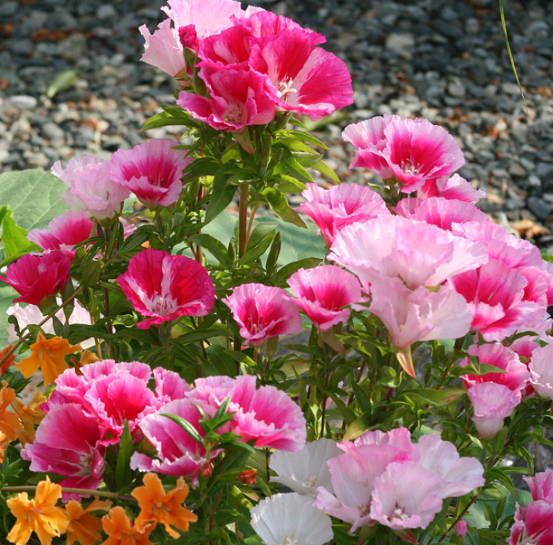 古代稀花种子别春花高代花花籽阳台盆栽室外庭院春秋开花四季
