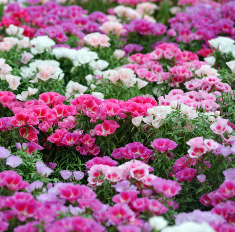 古代稀花种子别春花高代花花籽阳台盆栽室外庭院春秋开花四季