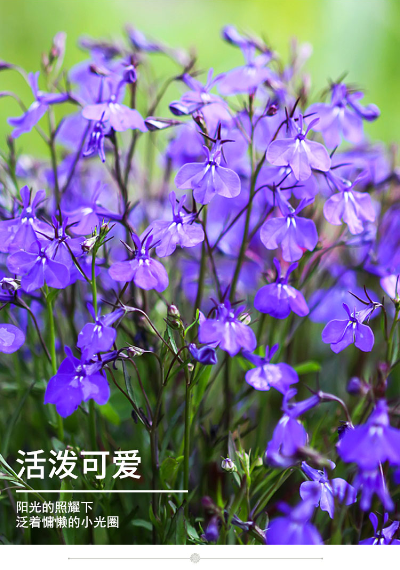 千鸟草小花飞燕草花种子籽耐寒庭院野花阳台盆栽四季蓝色易种