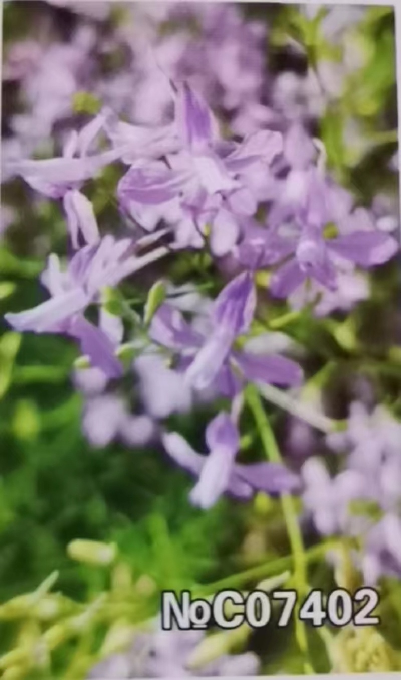 千鸟草小花飞燕草花种子籽耐寒庭院野花阳台盆栽四季蓝色易种