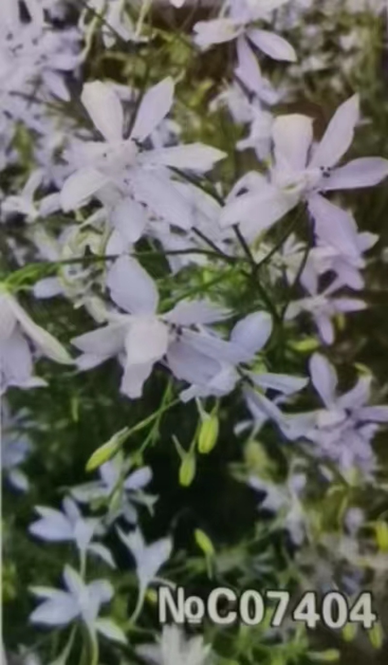 千鸟草小花飞燕草花种子籽耐寒庭院野花阳台盆栽四季蓝色易种