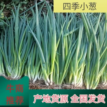 【荐】四季小葱产地货源规格齐全价格实惠公道