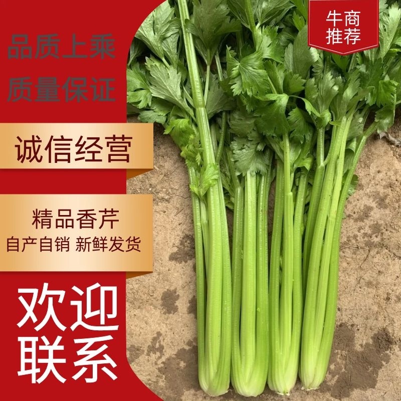 河北精品芹菜品质保证，大量有货，诚信经营，全国发货