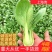 《优选》河北丛台区上海青精品油菜大量供应产地直发全国发货