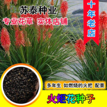 火炬花种子花海专用草籽火炬花别名红火棒火把莲种籽四季可播