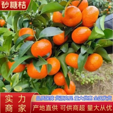 正宗广西沙糖桔果园直供新鲜现发品质保障量大优惠