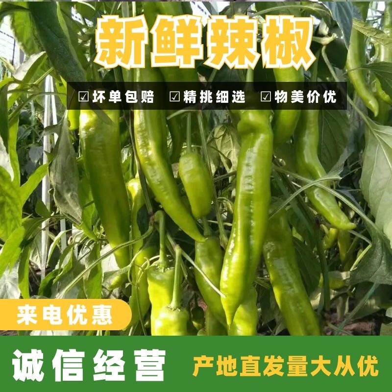 【精品货】莘县温室黄皮尖椒一手货源大量供应诚信代办