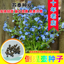 倒提壶种子蓝布裙琉璃草籽多年生可切花庭院室外盆栽