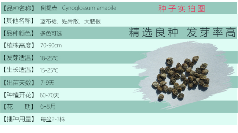 倒提壶种子蓝布裙琉璃草籽多年生可切花庭院室外盆栽