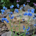 倒提壶种子蓝布裙琉璃草籽多年生可切花庭院室外盆栽