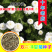 切花洋甘菊双花洋甘菊西洋甘菊庭院室内阳台盆栽花卉种子