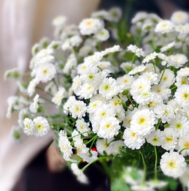 切花洋甘菊双花洋甘菊西洋甘菊庭院室内阳台盆栽花卉种子