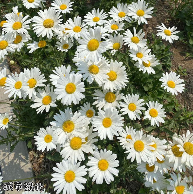 切花洋甘菊双花洋甘菊西洋甘菊庭院室内阳台盆栽花卉种子
