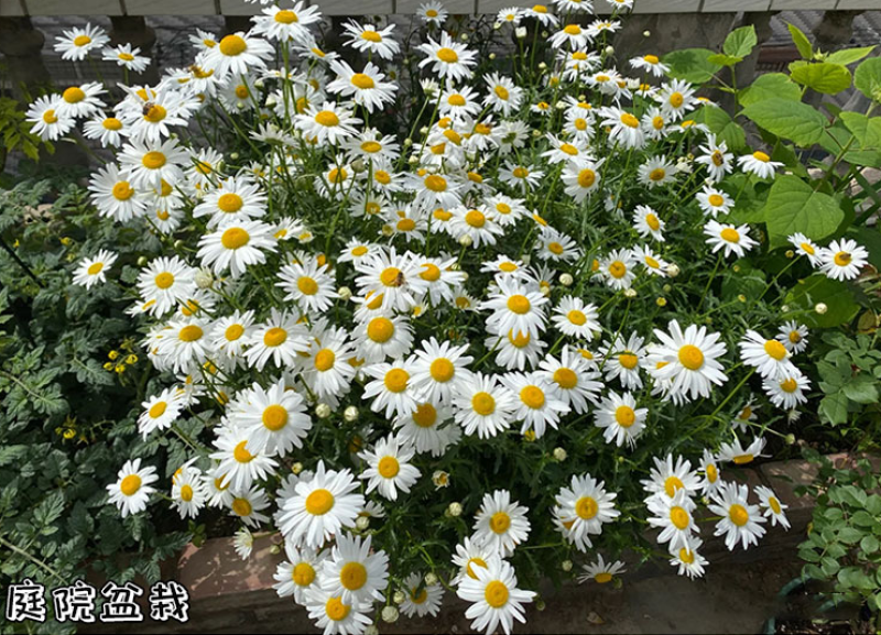 切花洋甘菊双花洋甘菊西洋甘菊庭院室内阳台盆栽花卉种子