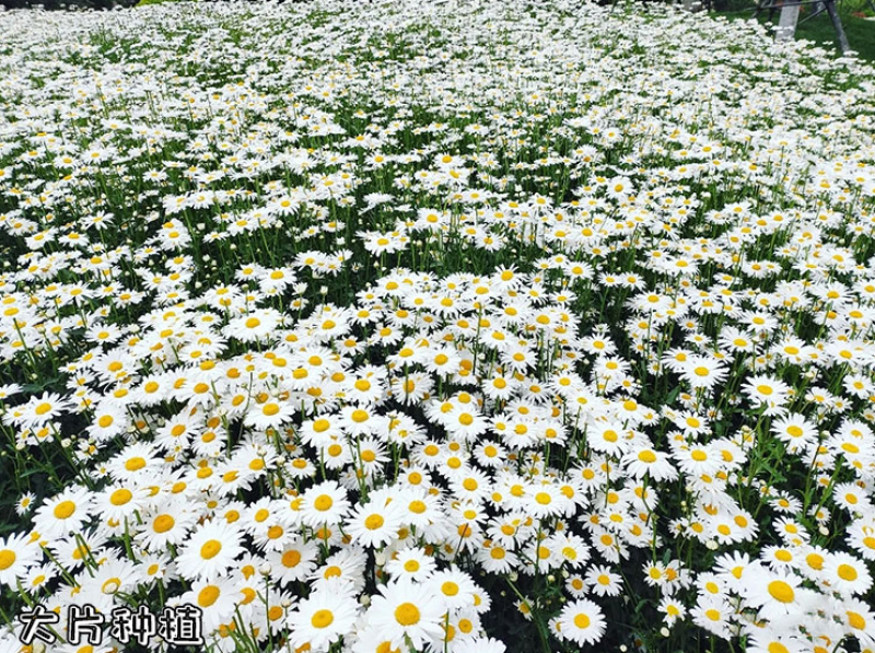 切花洋甘菊双花洋甘菊西洋甘菊庭院室内阳台盆栽花卉种子
