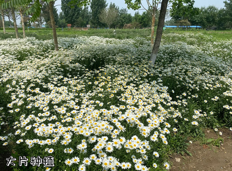 切花洋甘菊双花洋甘菊西洋甘菊庭院室内阳台盆栽花卉种子