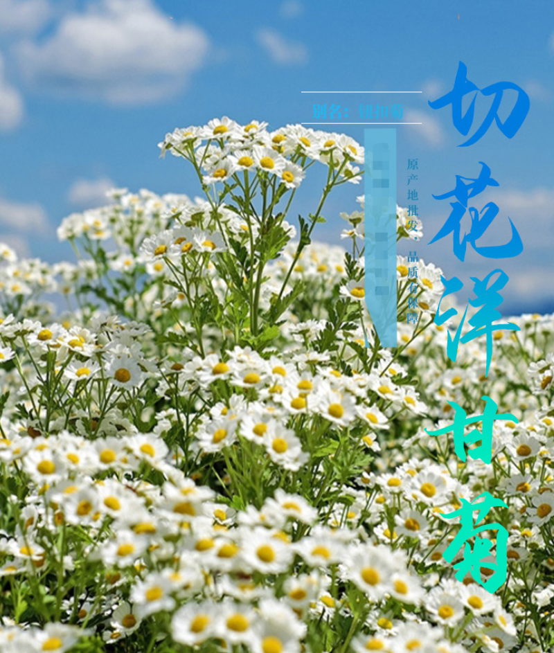 切花洋甘菊双花洋甘菊西洋甘菊庭院室内阳台盆栽花卉种子