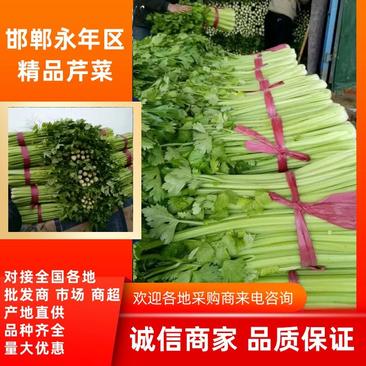 【精品】芹菜，河北邯郸产地直供全国市场，价格公道诚信为本