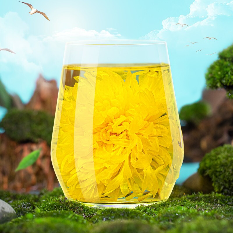 金丝皇菊特大号一朵一大杯黄山批发金丝皇菊正宗金丝黄菊金丝