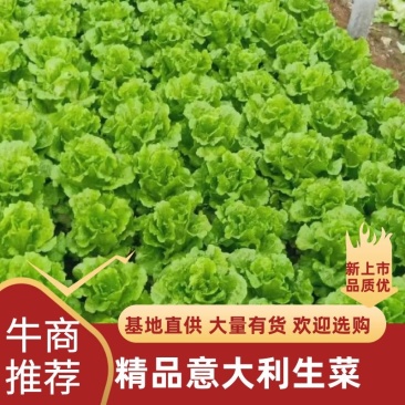 精品意大利生菜基地直供一手货源品质保证欢迎采购