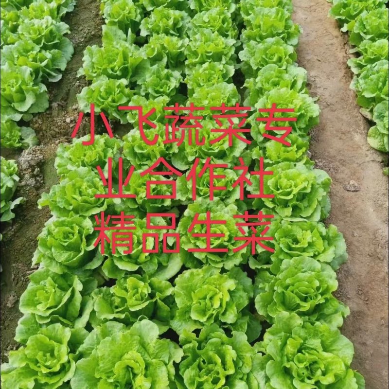 精品意大利生菜基地直供一手货源品质保证欢迎采购