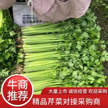 精品香芹大量上市品质保证诚信经营对接商超采购商